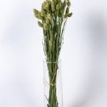 Phalaris 55-60 cm – Naturell | Floragrossist.se