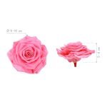 RSK2420-04-rosa-king
