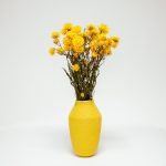 Helichrysum