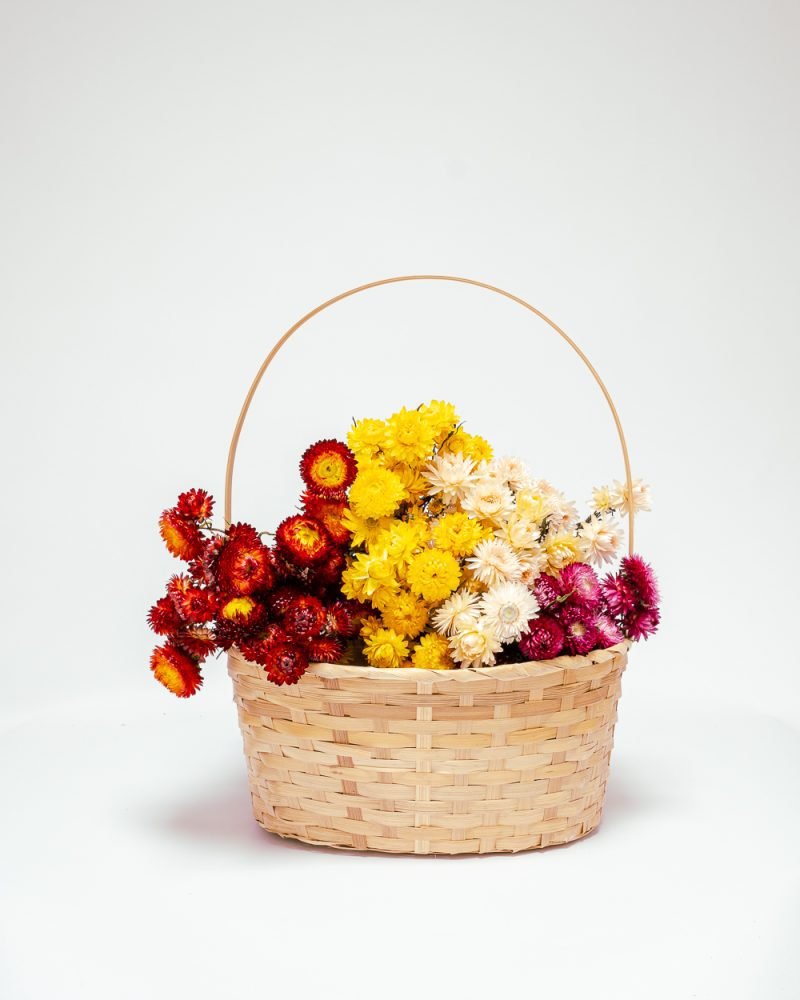 Jätte Eternell Helichrysum Röd - Torkade Blommor - Bild 3