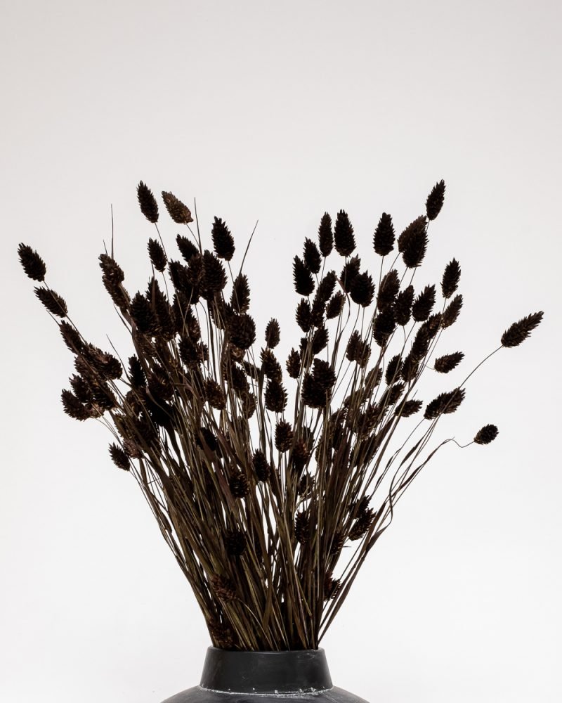Phalaris Mörkbrun - Torkade Blommor - Bild 4