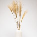 Miscanthus