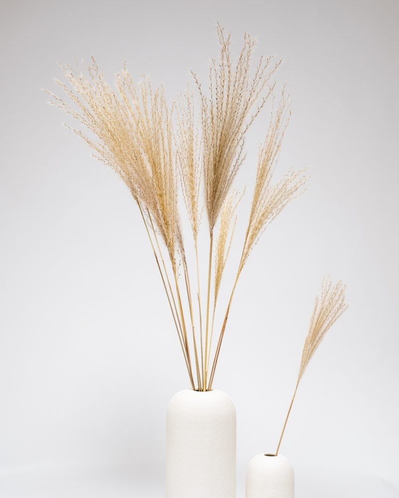 Miscanthus - Naturell - Bild 3
