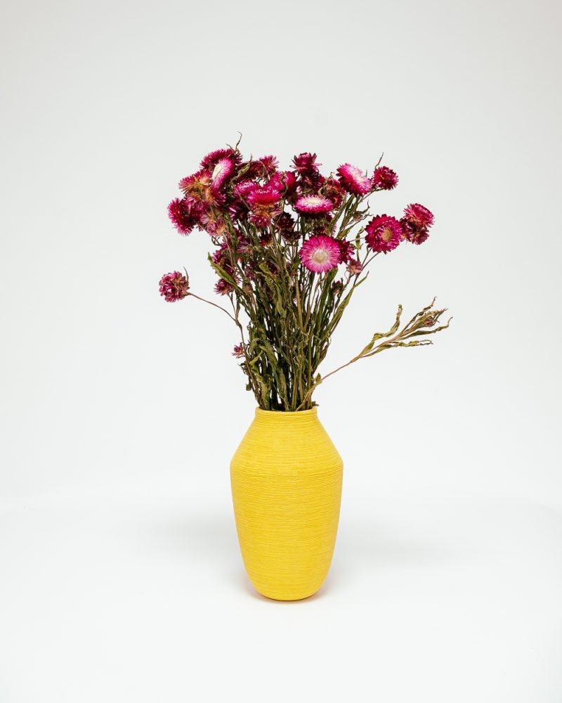 Helichrysum