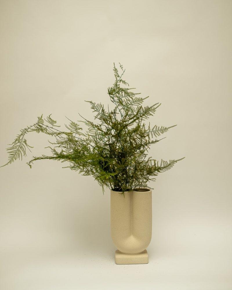 Konserverade Asparagus - Fjädersparris