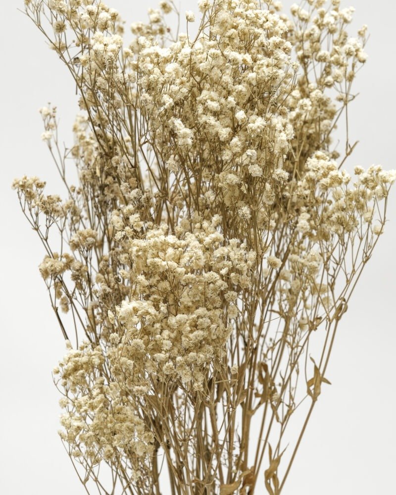 Gypsophila  Naturell - Konserverad - Image 2