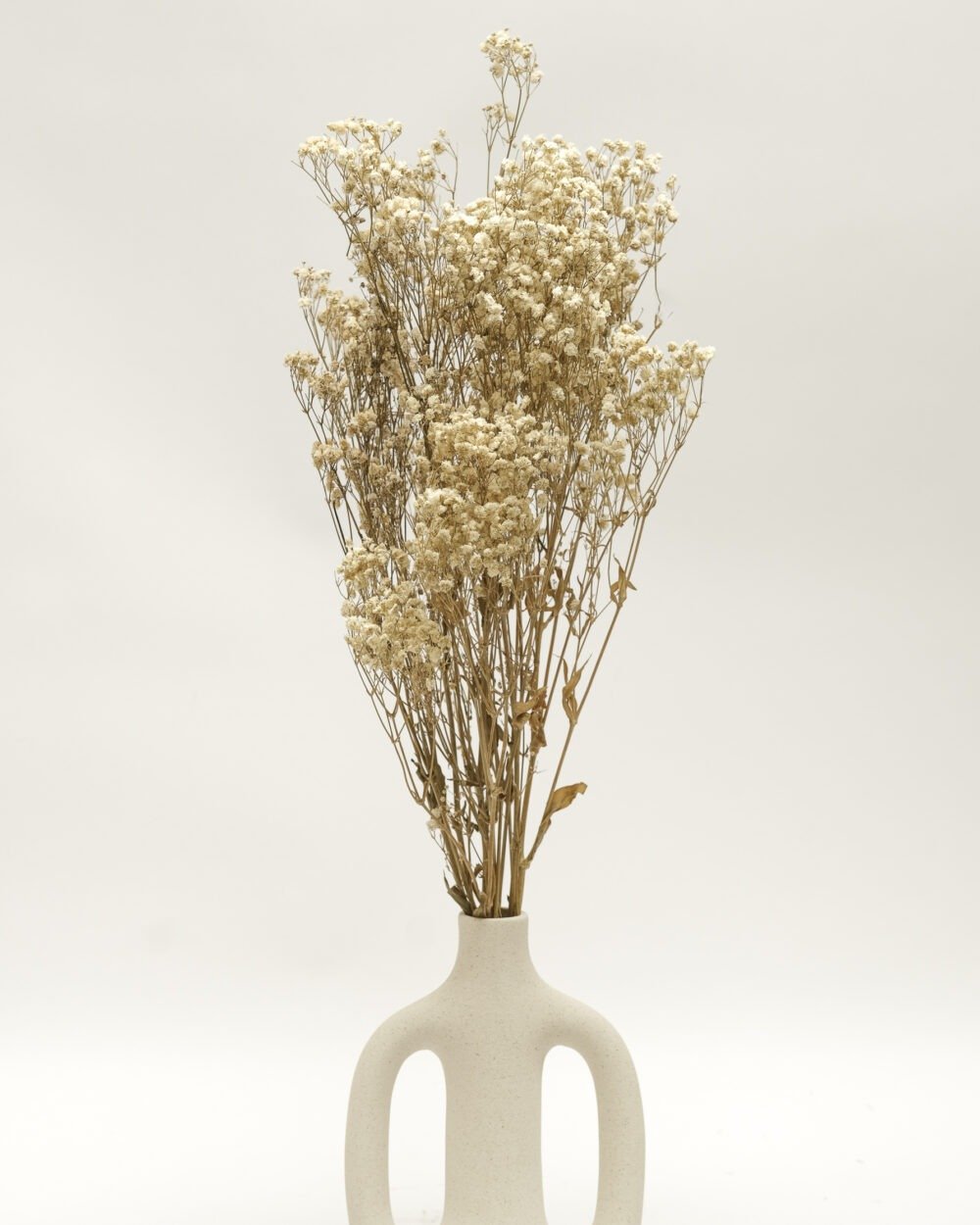 Gypsophila Naturell - Konserverad