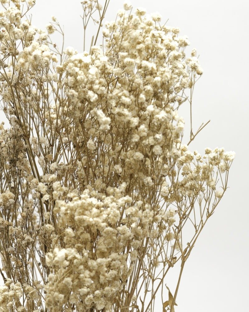 Gypsophila  Naturell - Konserverad - Image 3