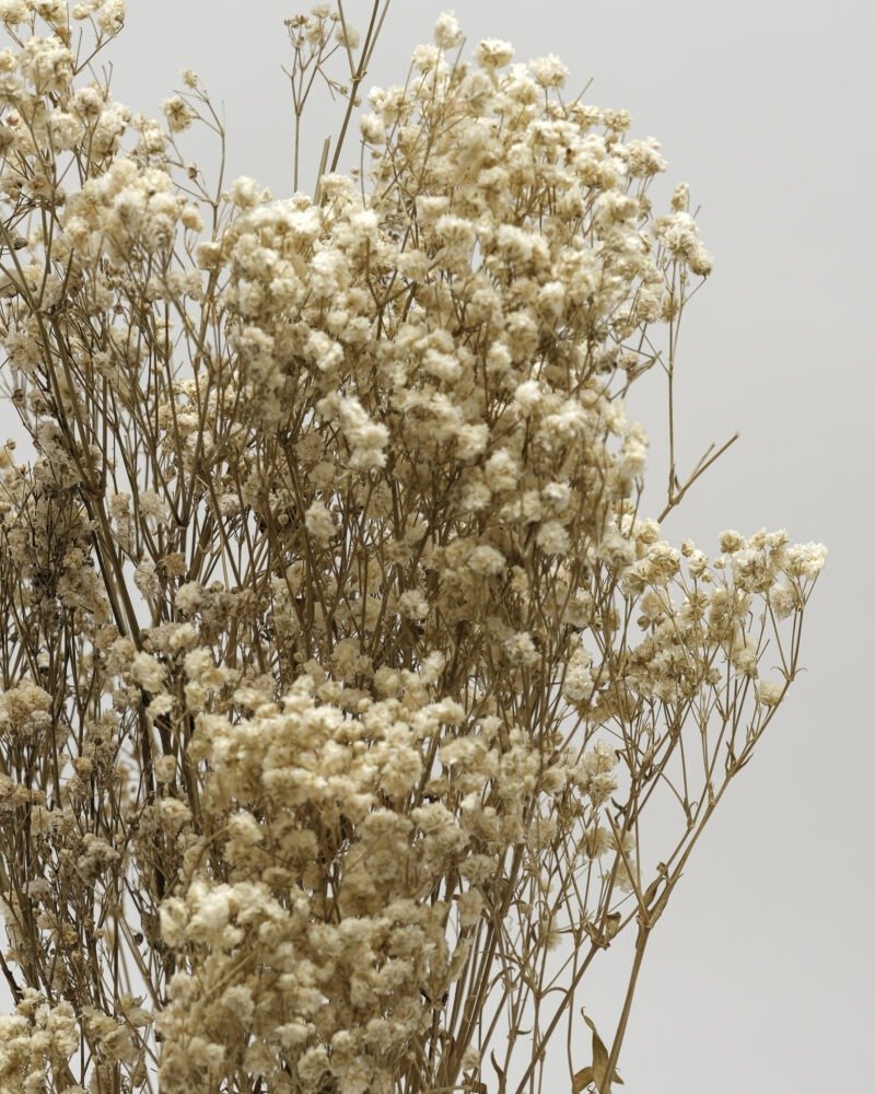 Gypsophila  Naturell - Konserverad - Image 4