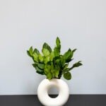 salal-