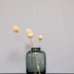 Ammi Majus Vit