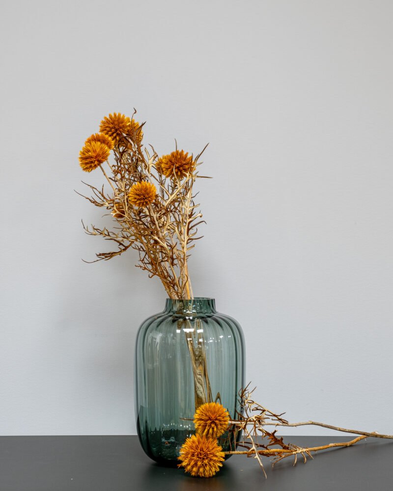 Bolltistel Gigant - Orange – Torkade Blommor - Image 4