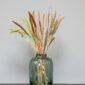Setaria-Durrasläktet - Sorghum - mix-2