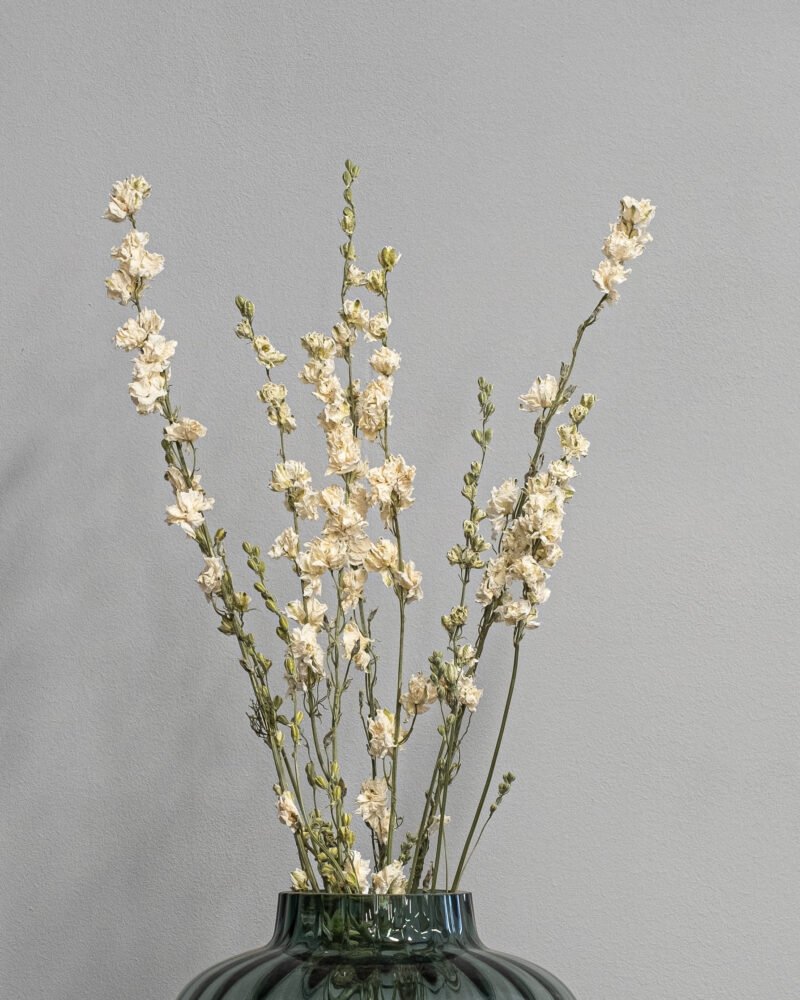 Torkade  Riddarsporre – Delphinium - Bild 3