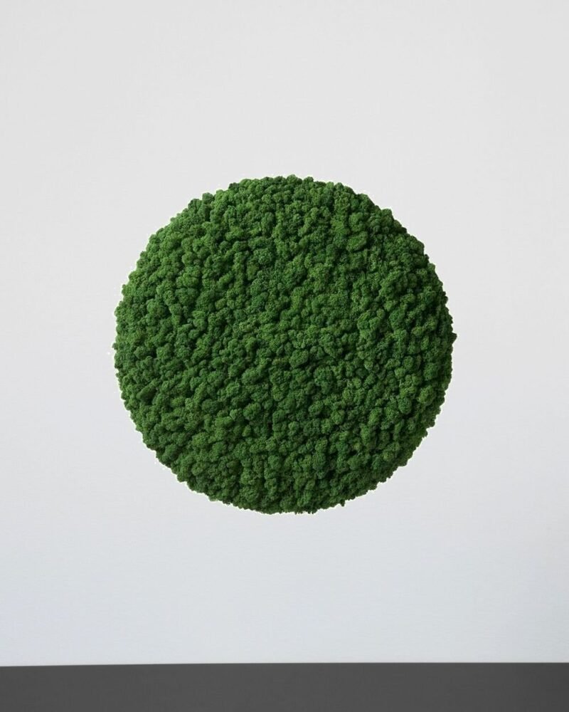 Mosspanel Cirkel - Ljuddämpande Väggpanel med Äkta Renlav - Bild 2