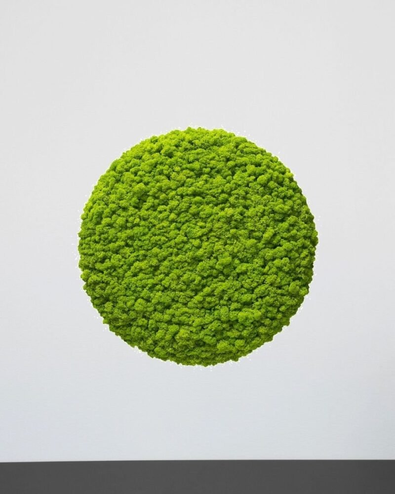 Mosspanel Cirkel - Ljuddämpande Väggpanel med Äkta Renlav - Bild 3