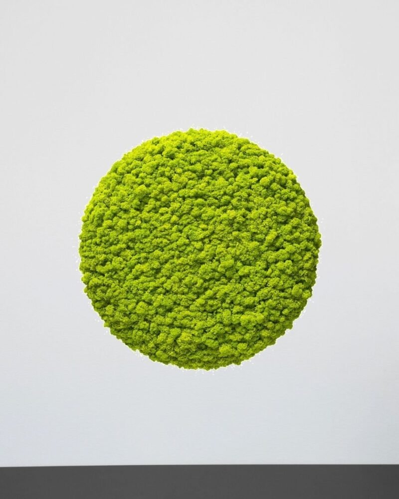 Mosspanel Cirkel - Ljuddämpande Väggpanel med Äkta Renlav - Bild 4