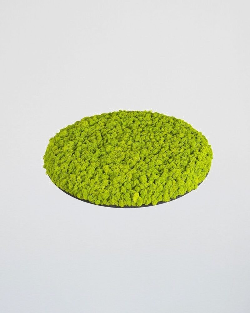 Mosspanel Cirkel - Ljuddämpande Väggpanel med Äkta Renlav - Bild 11