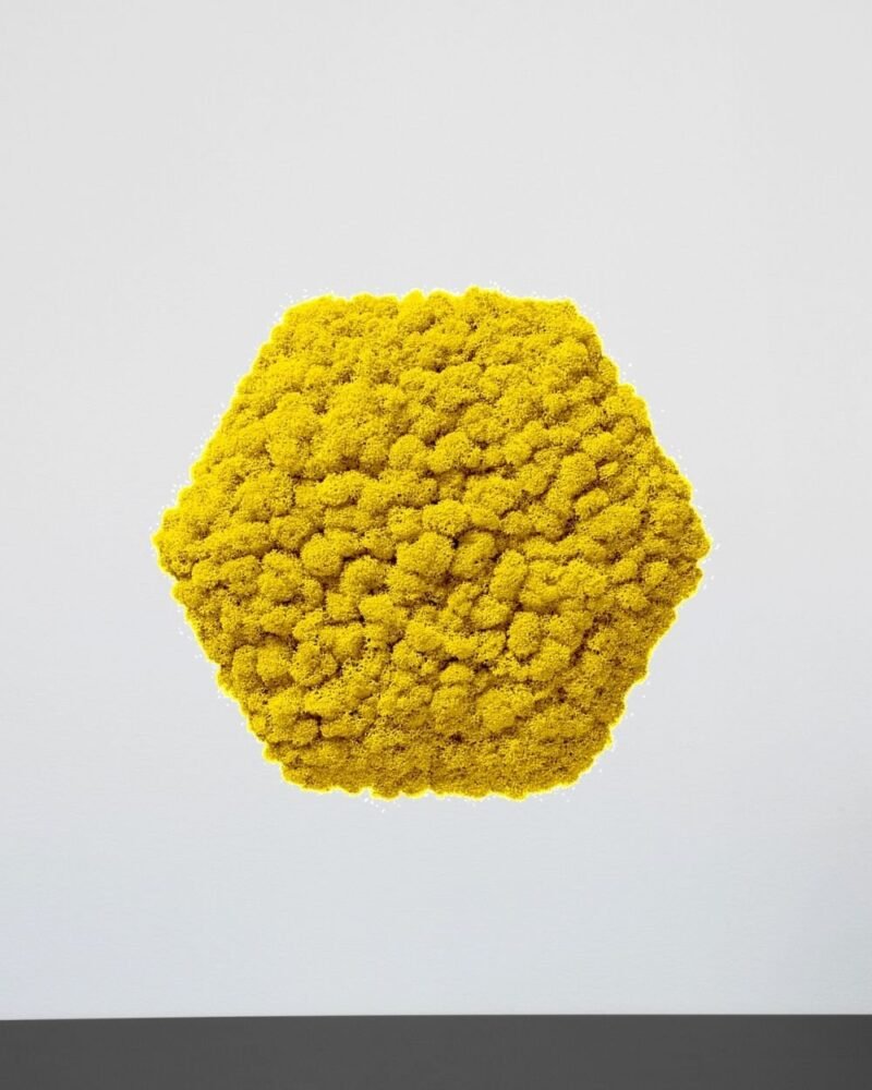 Mosspanel Sexkantig - Ljuddämpande Väggpanel med Äkta Renlav - Bild 5