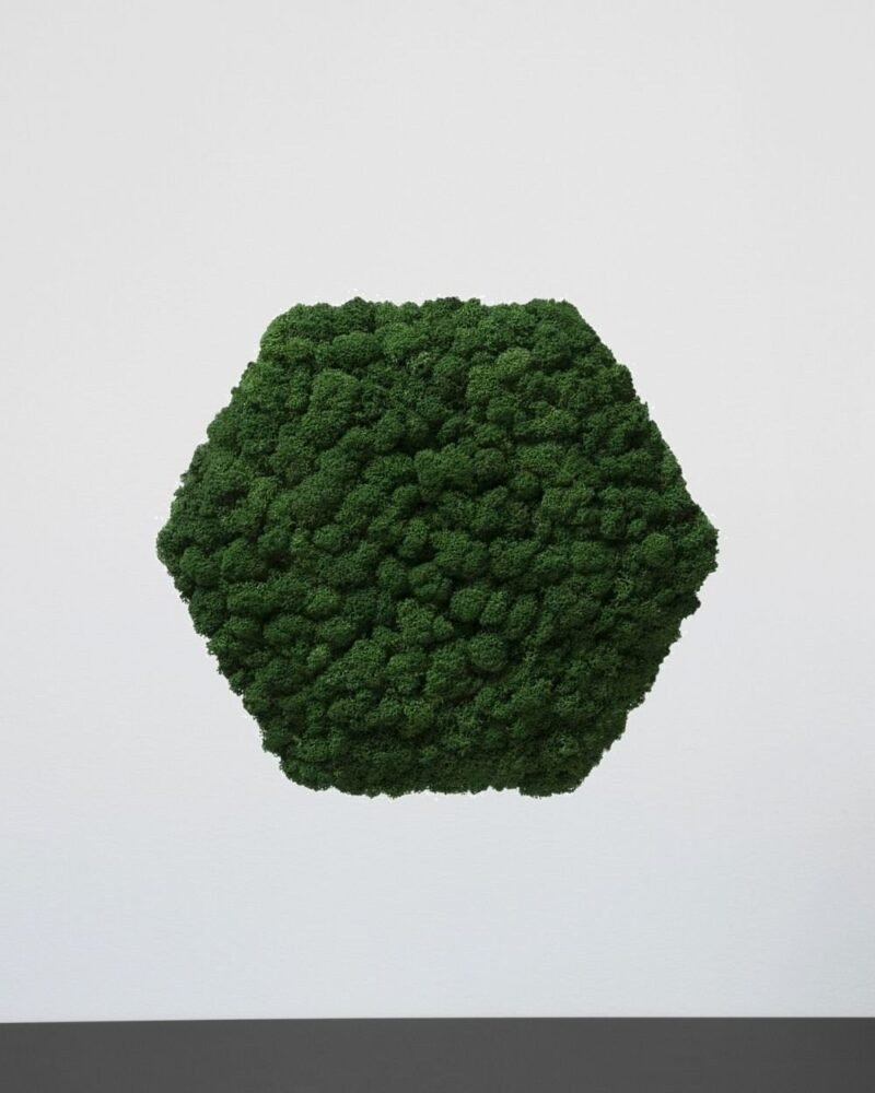 Mosspanel Sexkantig - Ljuddämpande Väggpanel med Äkta Renlav - Bild 2