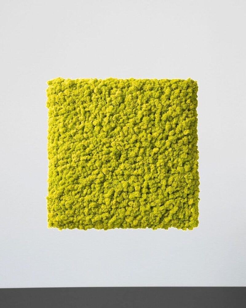 Mosspanel Kvadrat - Ljuddämpande Väggpanel med Äkta Renlav - Bild 4