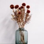 Bolltistel gigant brun