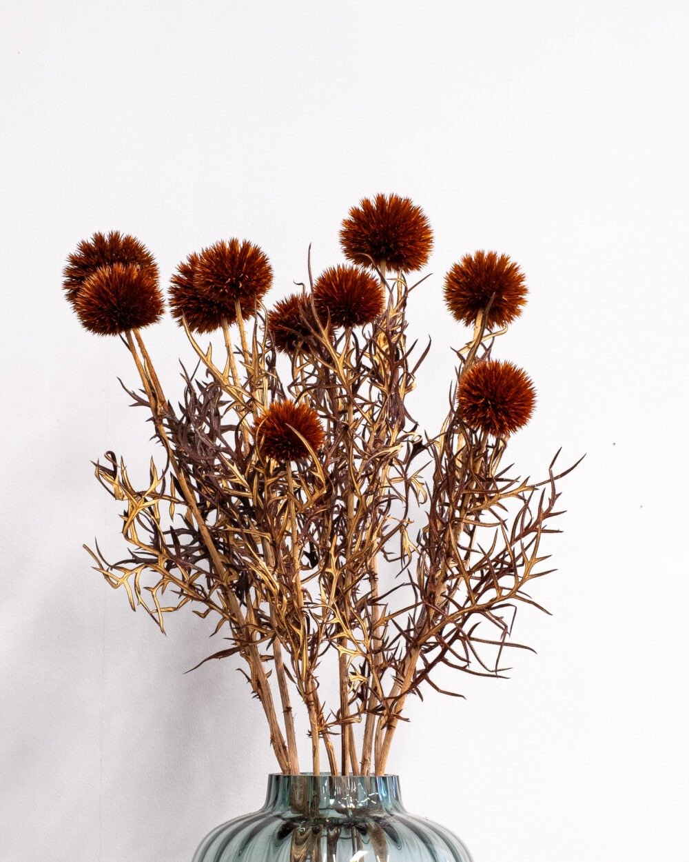 Bolltistel gigant brun