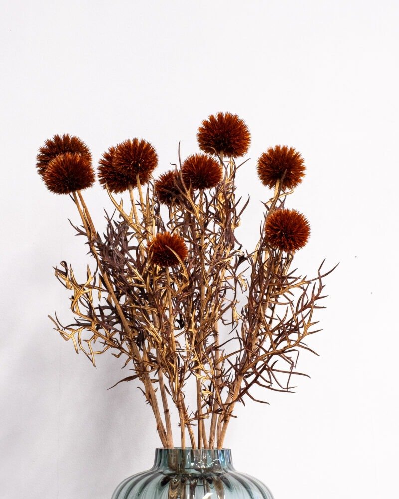 Bolltistel gigant brun