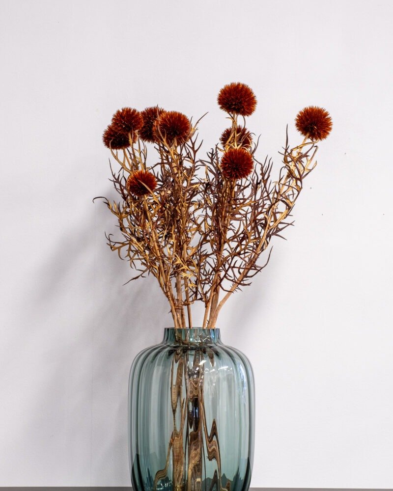 Bolltistel gigant brun