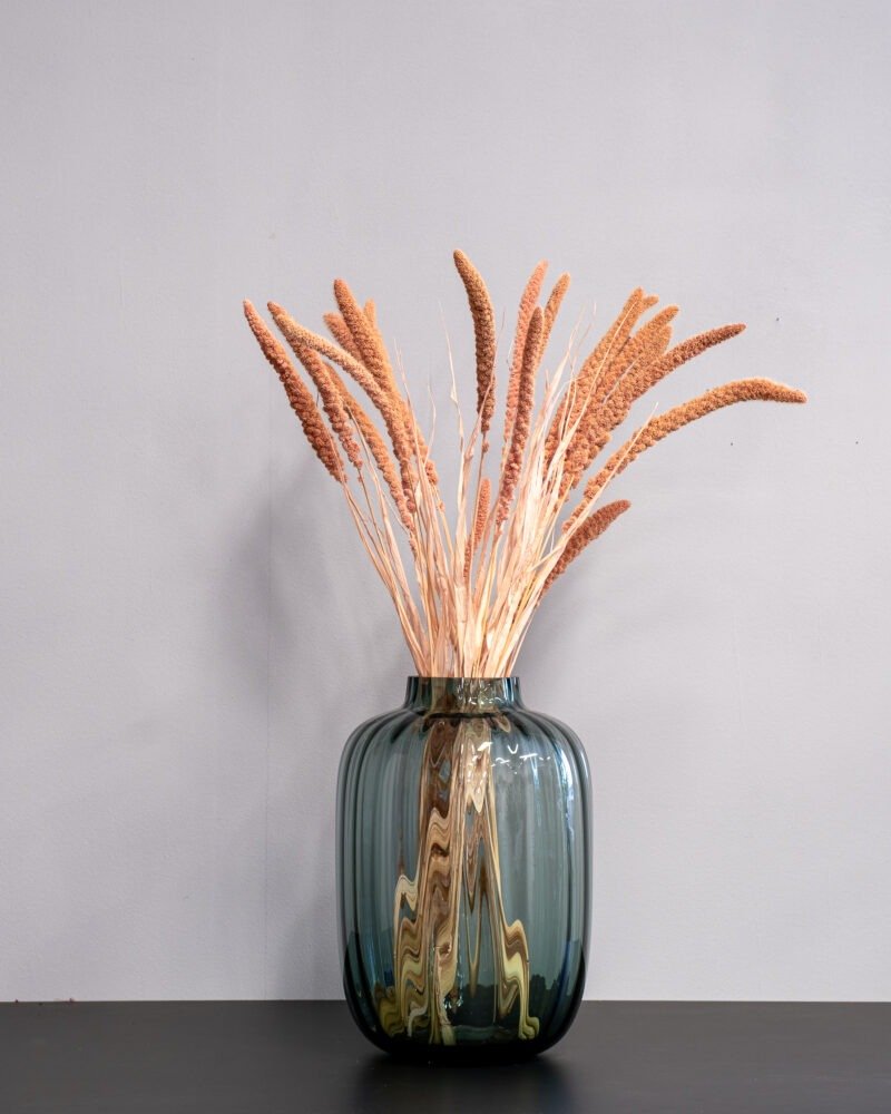 Durrasläktet Sorghum salmon