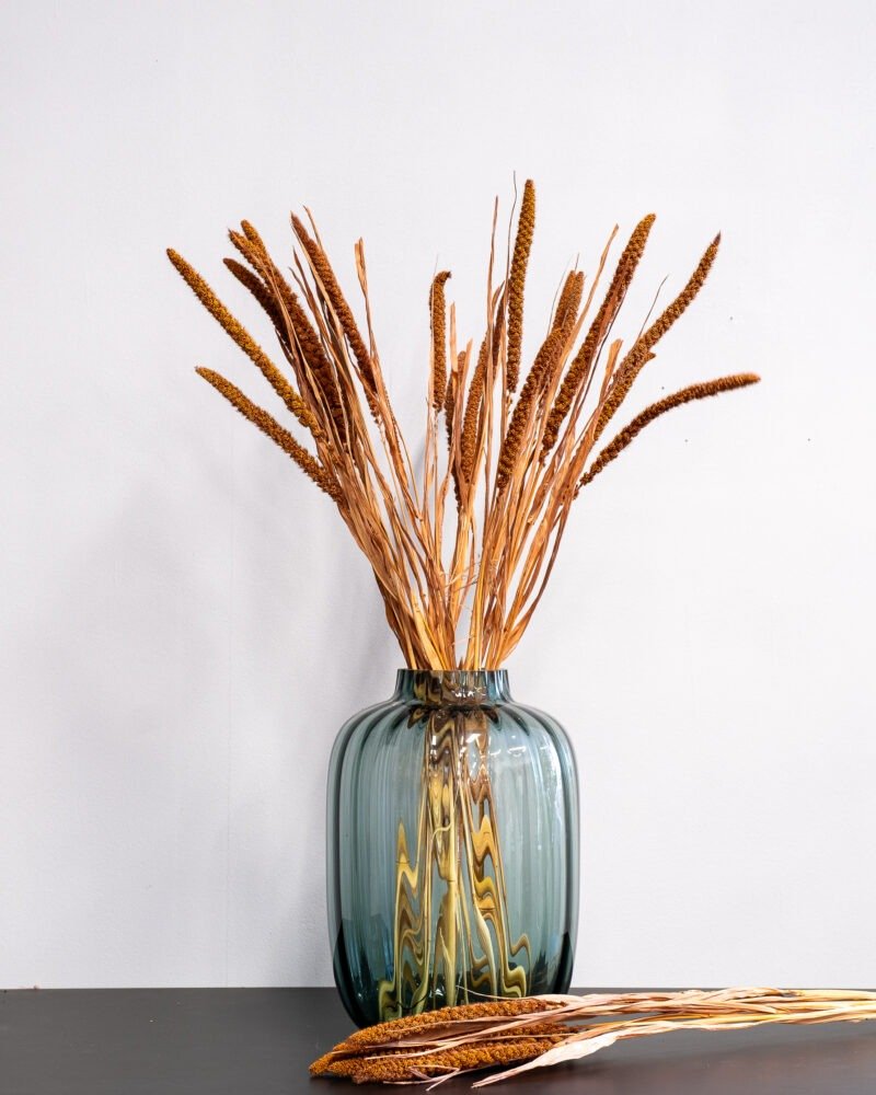 Durrasläktet Sorghum Brun- Torkade Blommor - Bild 5