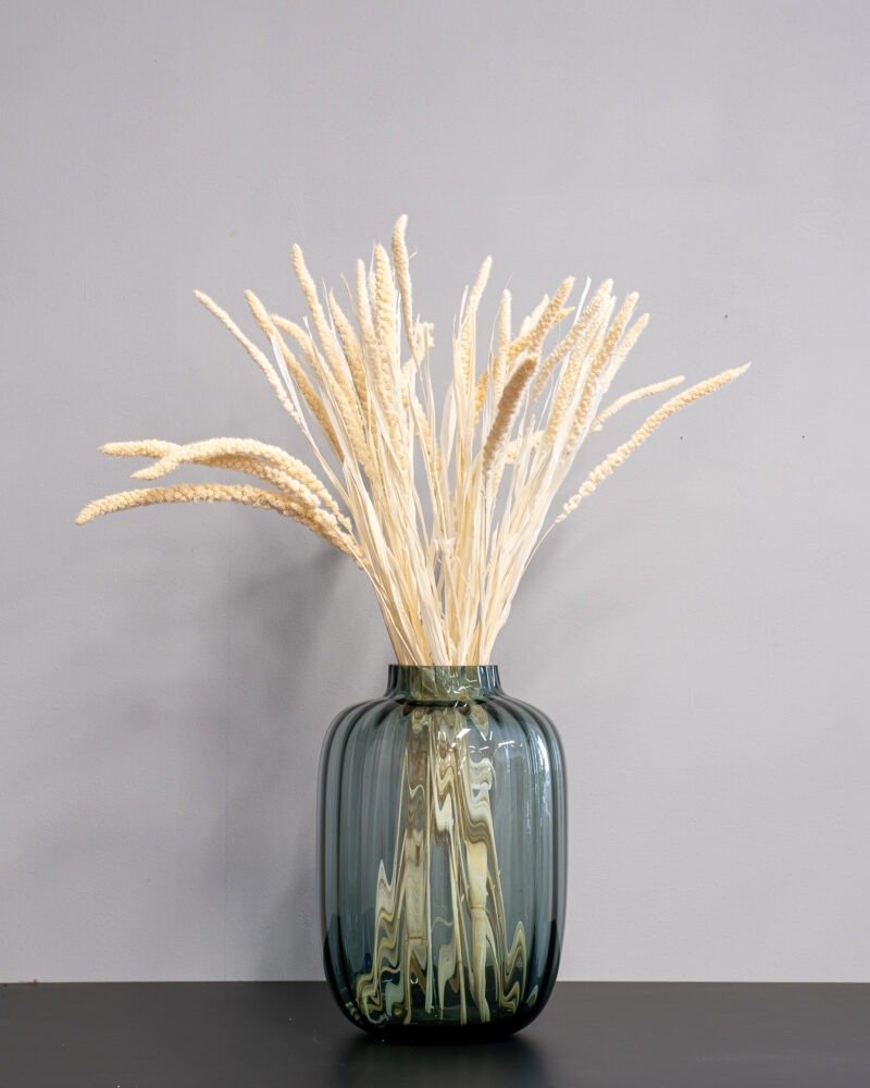 Durrasläktet Sorghum vit