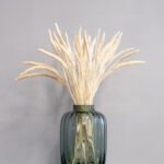 Durrasläktet Sorghum vit