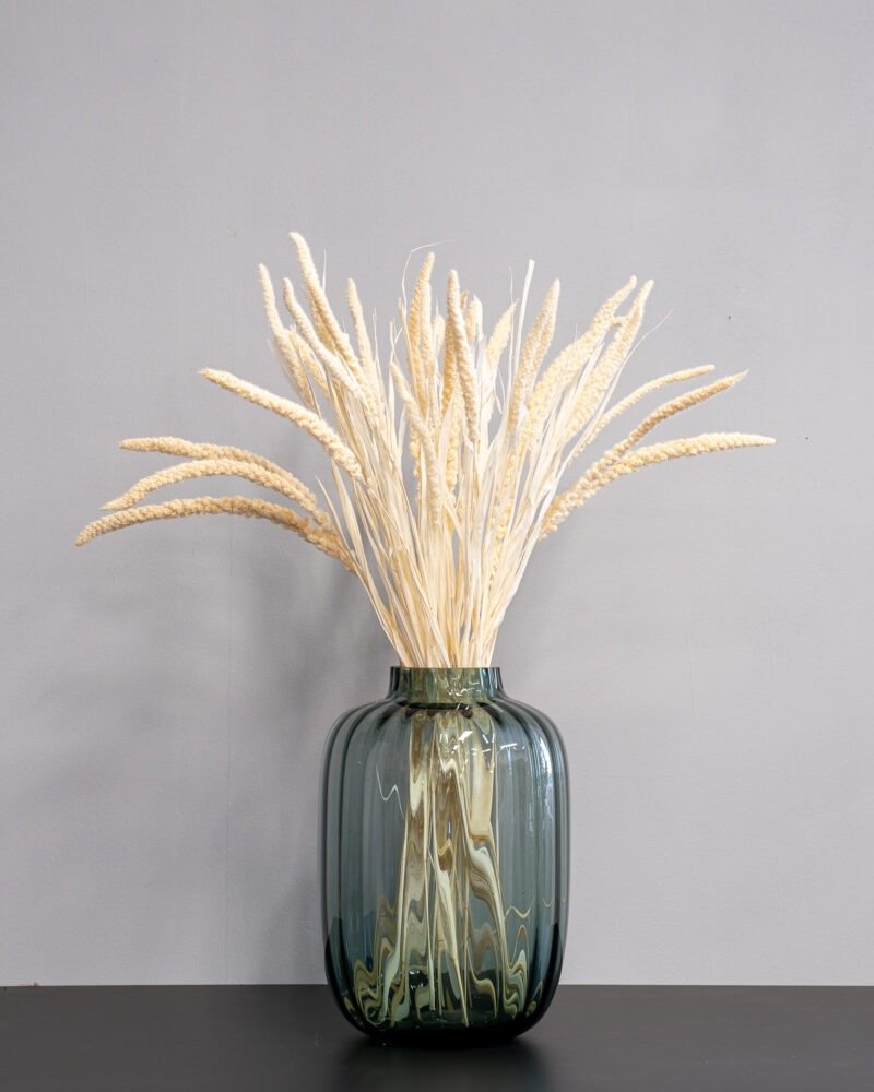 Durrasläktet Sorghum vit