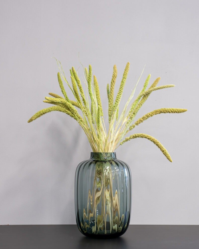 Durrasläktet Sorghum