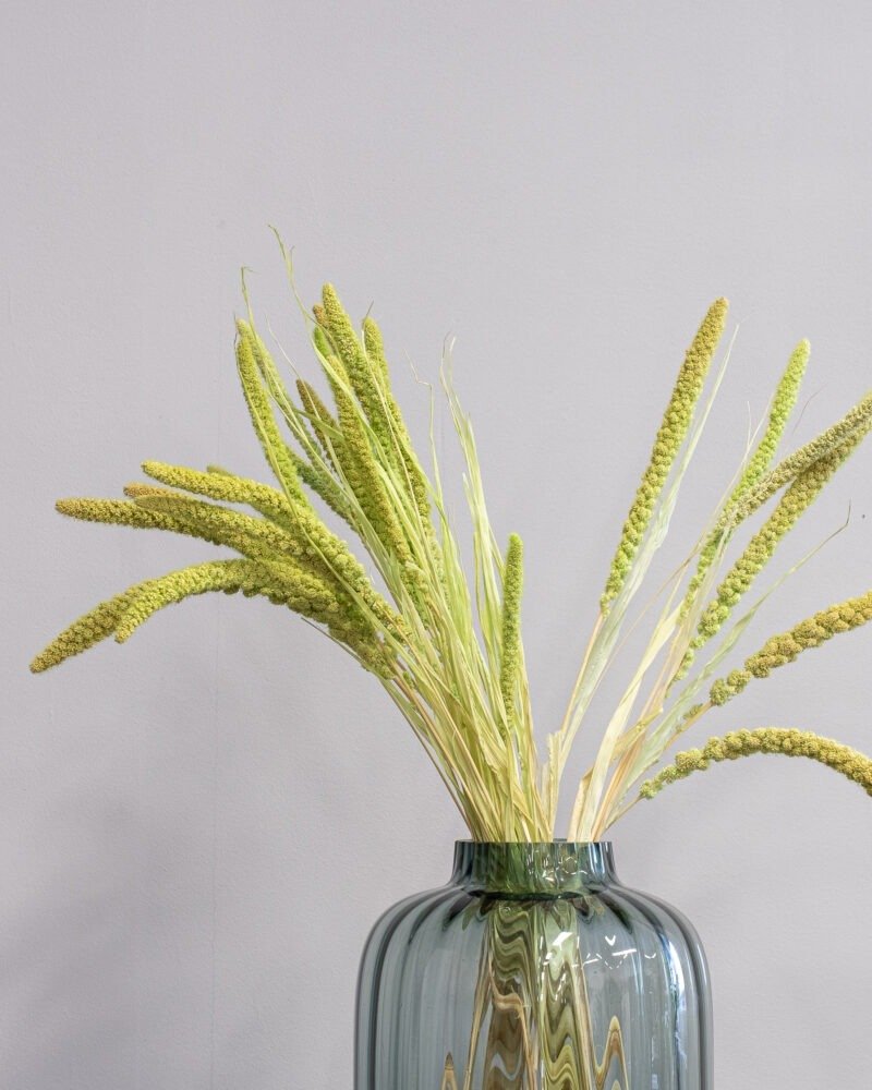 Durrasläktet Sorghum Grön - Torkade Blommor - Bild 2