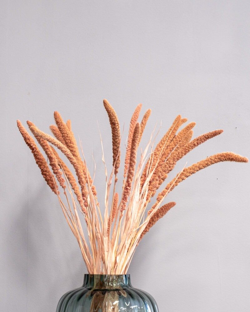 Durrasläktet Sorghum Salmon - Torkade Blommor - Bild 2