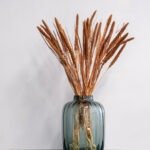 Durrasläktet Sorghum