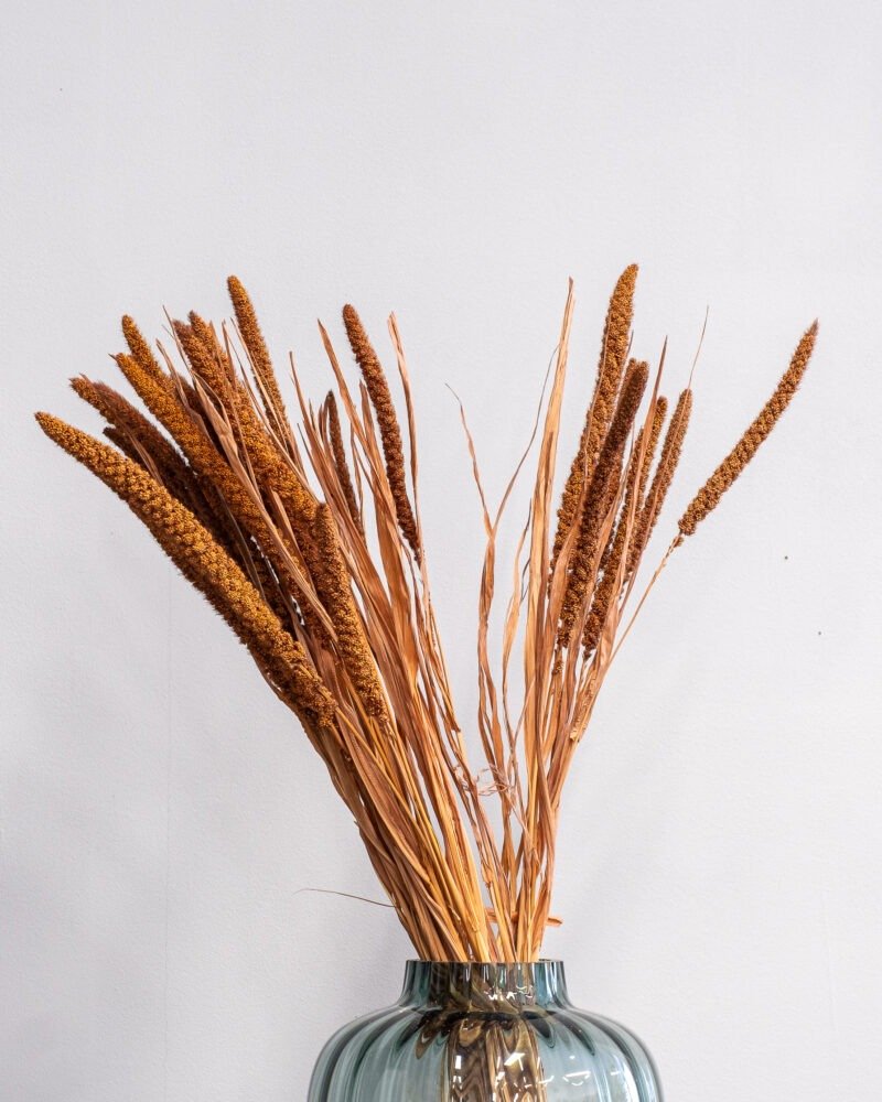 Durrasläktet Sorghum Brun- Torkade Blommor - Bild 3