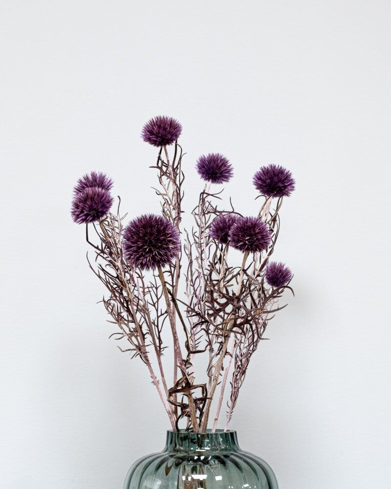 Bolltistel Gigant lila