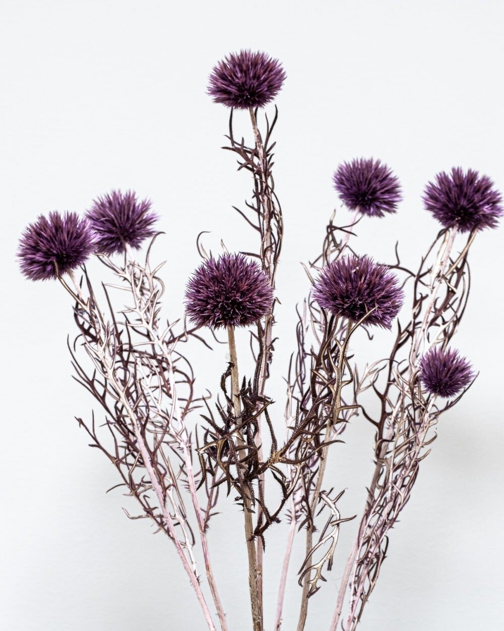 Bolltistel Gigant lila