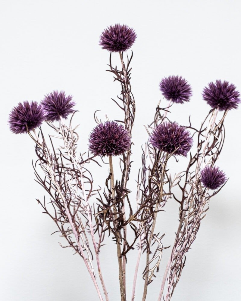 Bolltistel Gigant lila