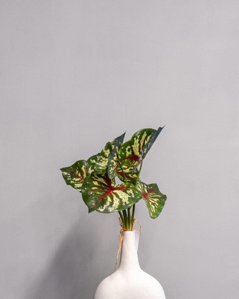 Konstväxt Caladium Thai - 30 cm Flexibel Bladslinga - Bild 2