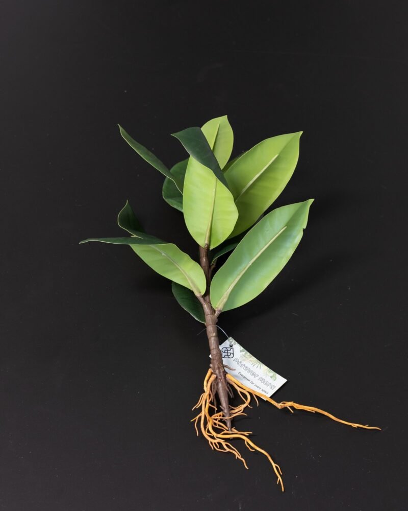 Konstväxt Ficus Obliqua - 35x23 cm Flexibel Växtdekoration - Bild 3