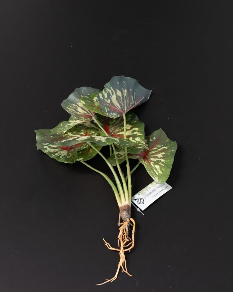 Konstväxt Caladium Thai - 30 cm Flexibel Bladslinga - Bild 3