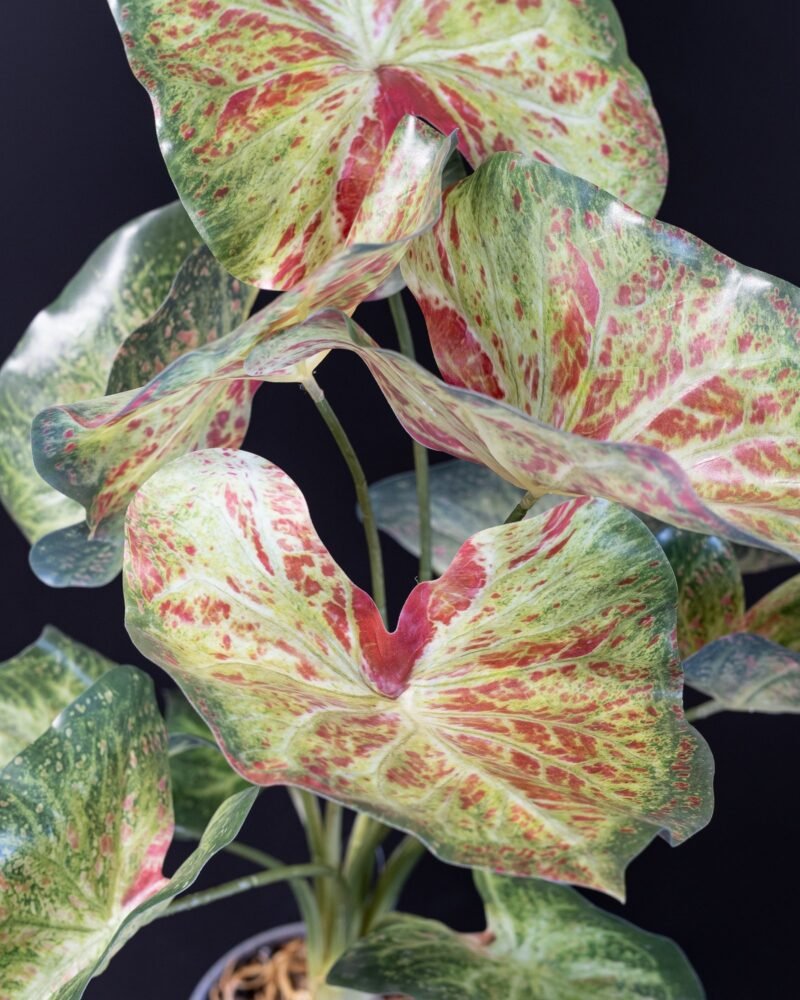 Konstgjord Caladium krukväxt - 60 cm - Bild 5