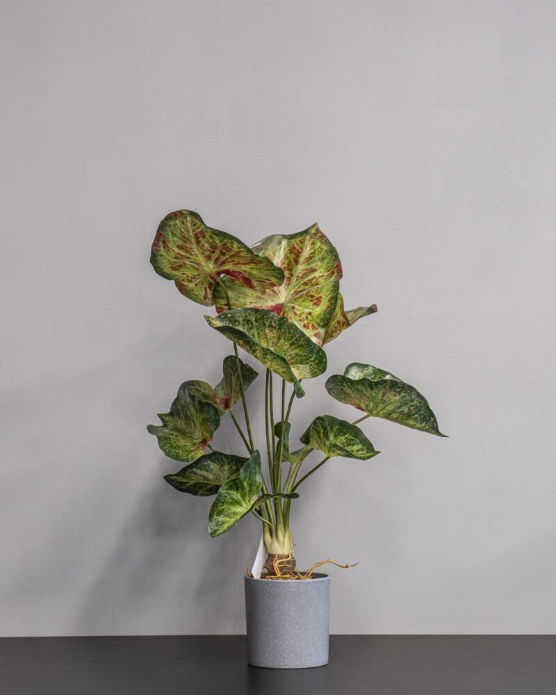 Konstgjord Caladium krukväxt - 60 cm - Bild 3