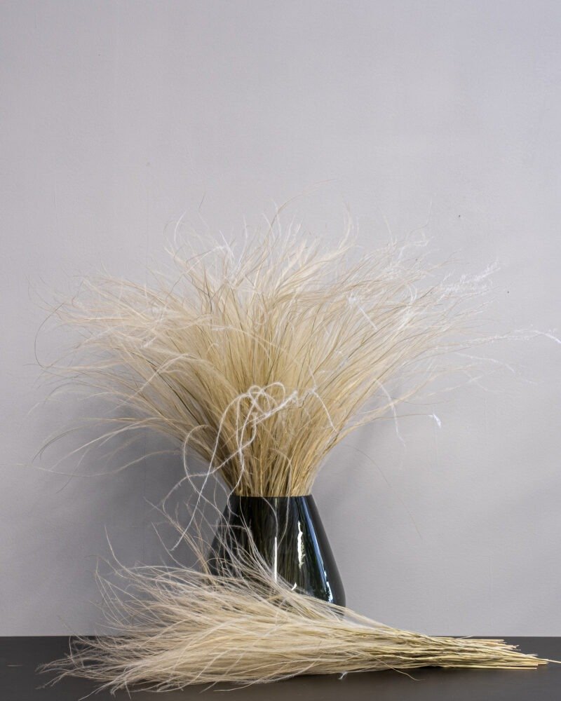 Stipa Pennata super -Fjädergräs - Naturell - Bild 2