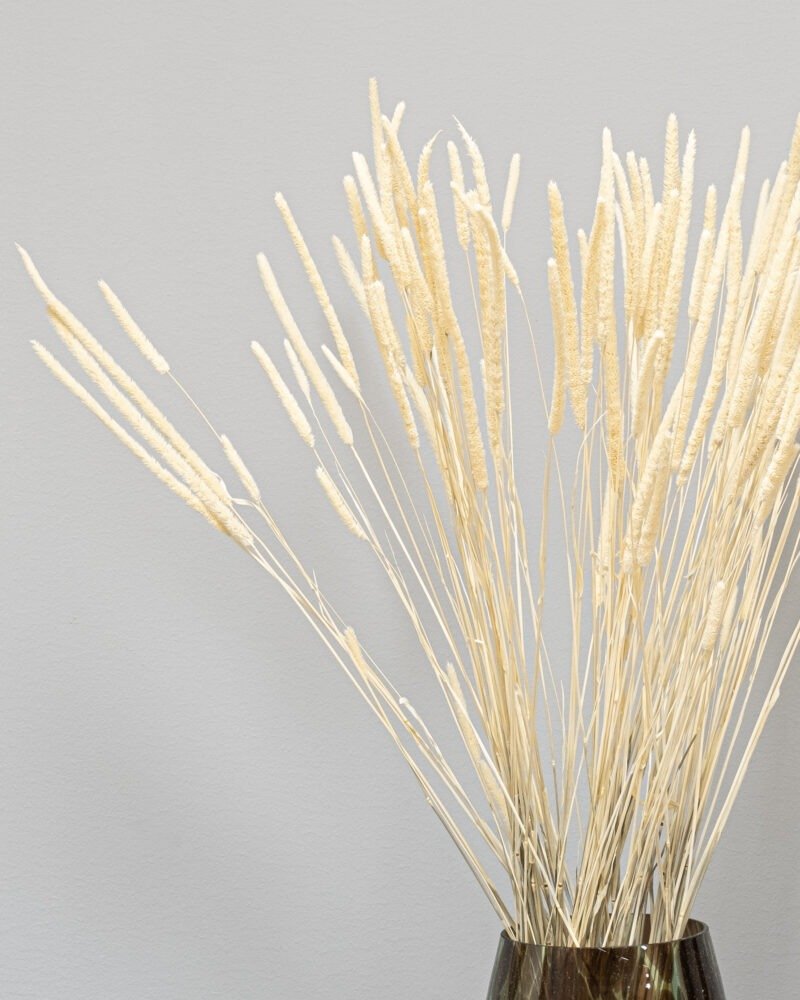 Phleum Blekt Vit - Torkade Blommor - Bild 2