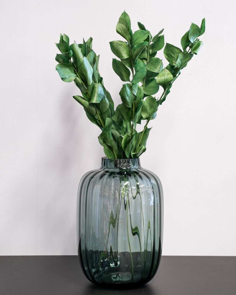 Ruscus Gigant Grön - Super - Konserverade blommor